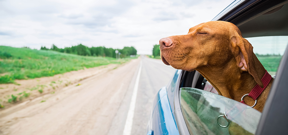dog out window